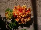 P1150336