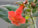 Kohleria HCY´s Berry Valley