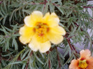 portulaca