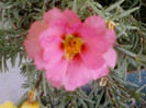 1 iulie 2012-flori 016