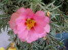 portulaca