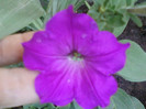 1 iulie 2012-flori 019