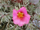 1 iulie 2012-flori 024
