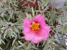 1 iulie 2012-flori 028