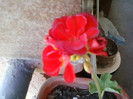 1 iulie 2012-flori 047