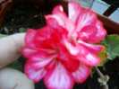 1 iulie 2012-flori 052