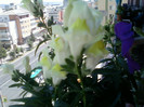 1 iulie 2012-flori 057