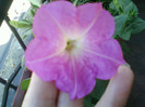 1 iulie 2012-flori 060