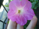 1 iulie 2012-flori 062