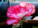 1 iulie 2012-flori 071