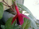 1 iulie 2012-flori 046