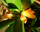 Clivia