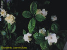 Gardenia Jasminoides