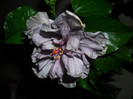 Hibiscus Blue Diamond