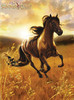 SUM_Sundown