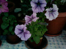 1 iulie 2012-flori 073