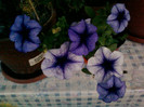 1 iulie 2012-flori 078