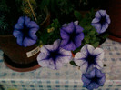 1 iulie 2012-flori 080
