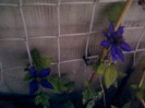 1 iulie 2012-flori 093