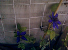 1 iulie 2012-flori 097