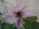 1 iulie 2012-flori 095