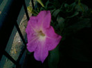 1 iulie 2012-flori 103