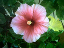 Hibiscus Yoder Camelia