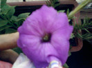 1 iulie 2012-flori 102