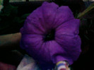 1 iulie 2012-flori 107