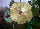 Hibiscus Kathie Jones