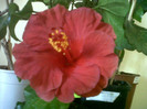Hibiscus Helene