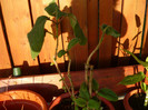 h aspera-mov inchis