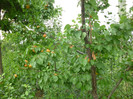 P1000942
