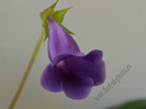 Sinningia speciosa regina