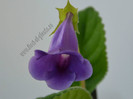 Sinningia speciosa regina