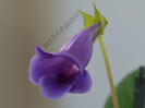Sinningia speciosa regina