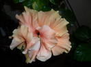 Hibiscus Clasic Apricot