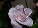 Hibiscus Cajun Blue