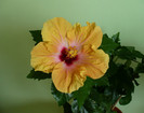 P1400295