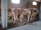 junici gestante
