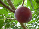 P1000946