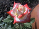 imperatrice farah