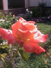 DSC01696