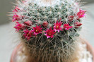 cactusi infloriti 003