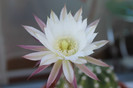 cactusi infloriti 004