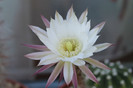 cactusi infloriti 006