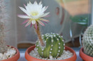 cactusi infloriti 008
