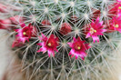 cactusi infloriti 009