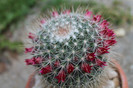 cactusi infloriti 017