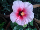 hibiscus pink dream